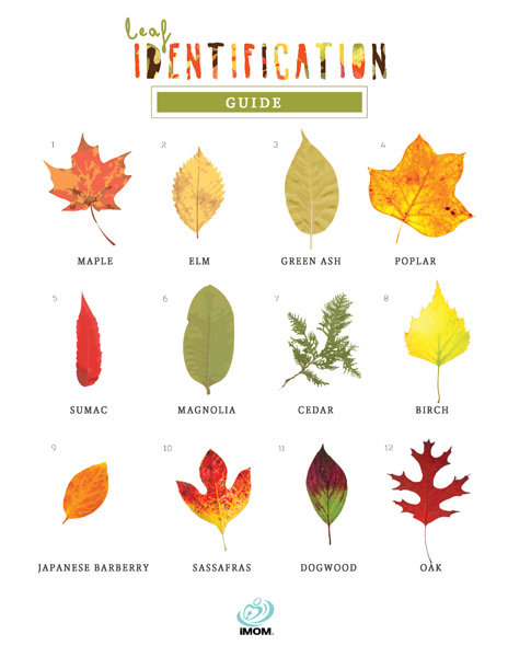 https://www.imom.com/wp-content/uploads/2014/10/leaf-identification-guide.jpg