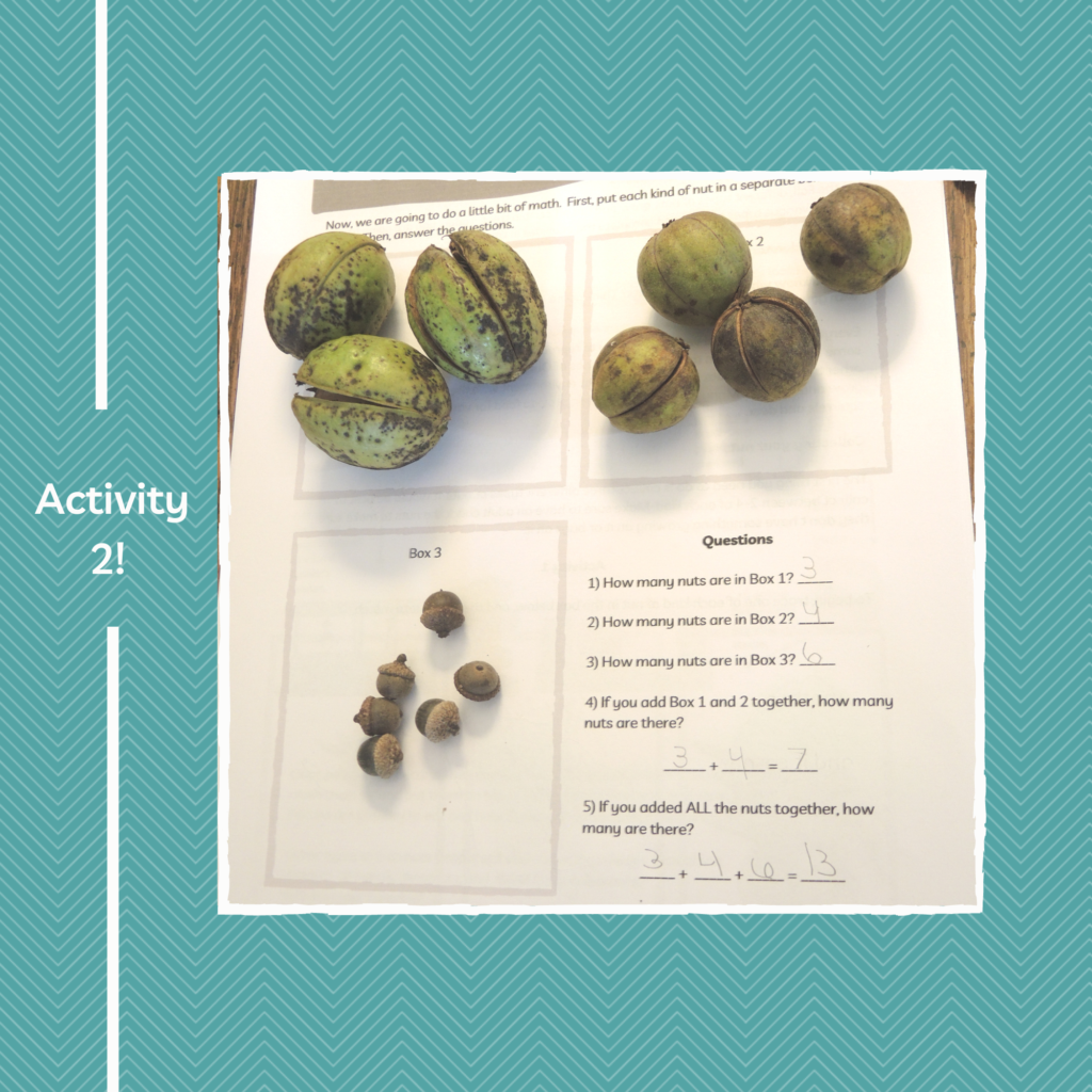 Activity 2| Fall Tree Nut Study